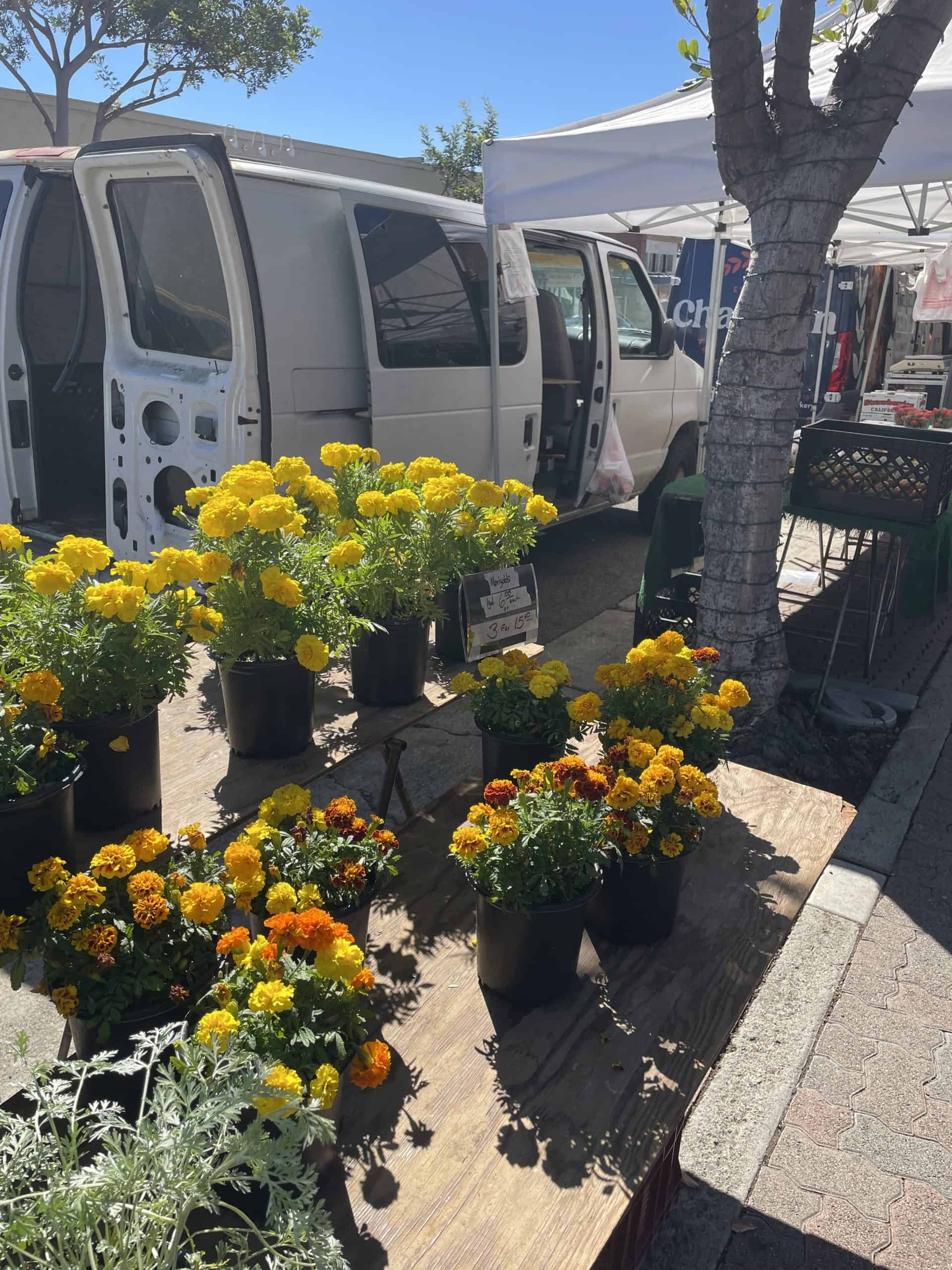 yellow flowers in black buckets on wooden tables at a farmers marker in San Clemente
